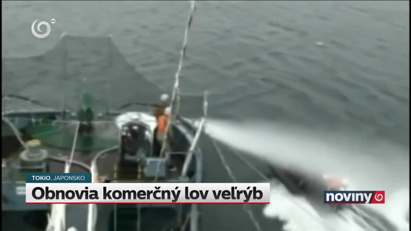 Obnovia komerčný lov veľrýb