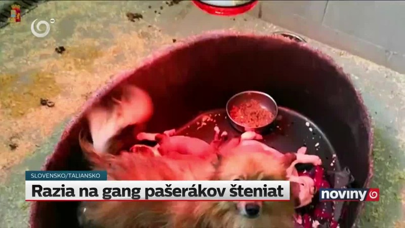 Razia na gang pašerákov šteniat