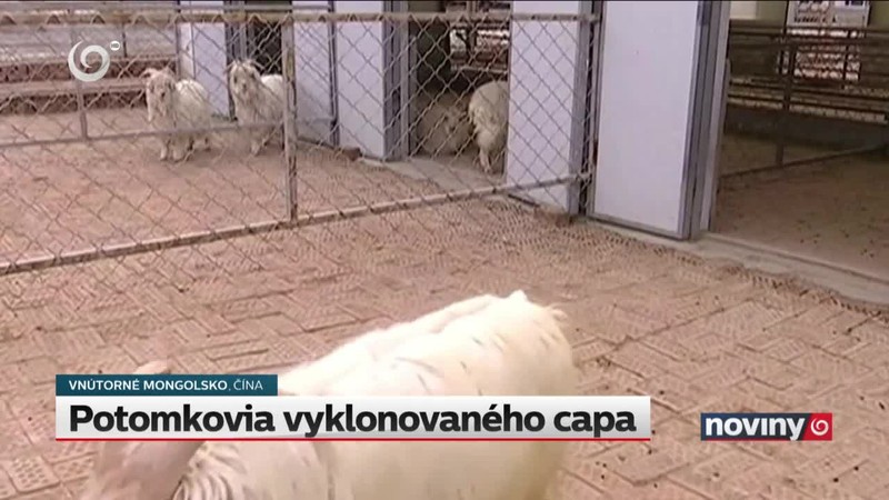 Potomkovia vyklonovaného capa