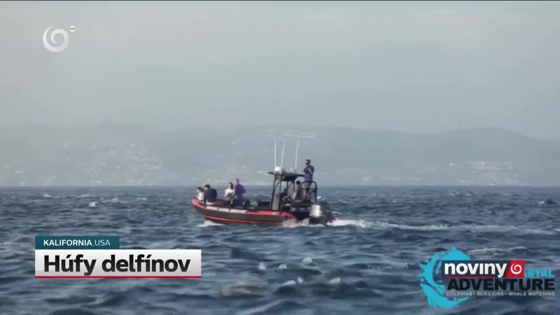 Húfy delfínov