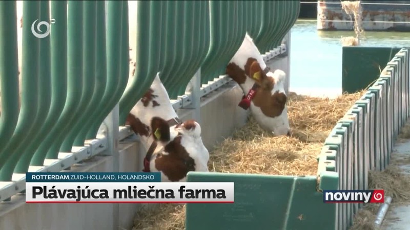 Plávajúca mliečna farma