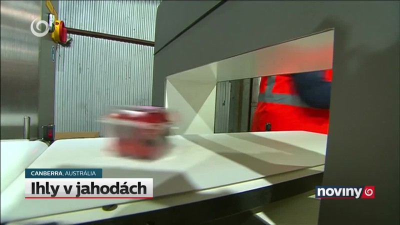 Ihly v jahodách