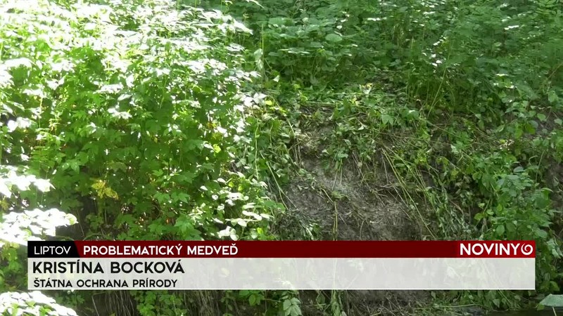 PROBLEMATICKÝ MEDVEĎ