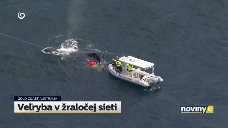 Veľryba v žraločej sieti