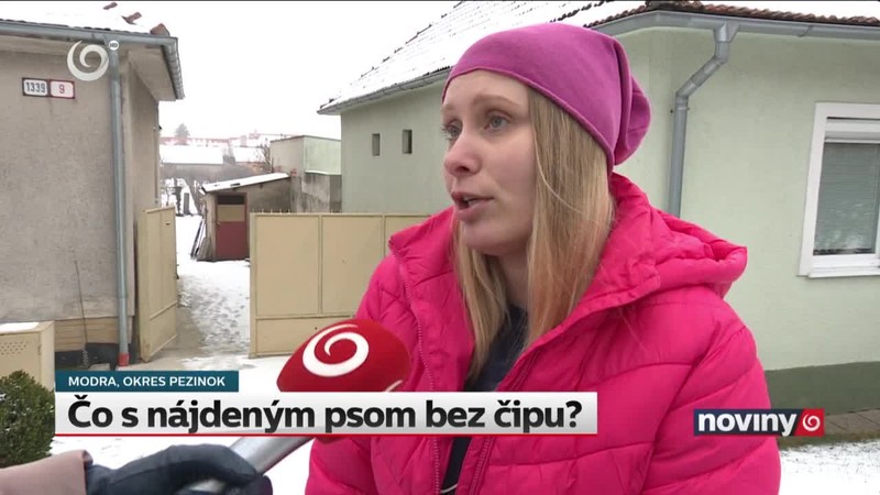 Čo s nájdeným psom bez čipu?