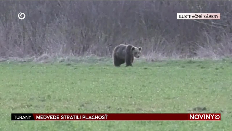 MEDVEDE STRATILI PLACHOSŤ