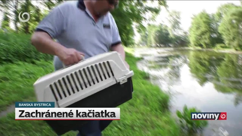 Zachránené kačiatka