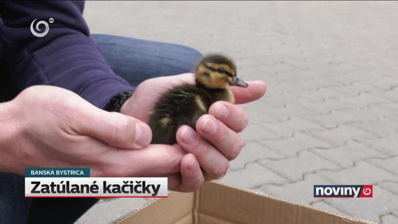 Zatúlané kačičky