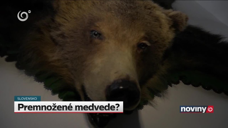 Premnožené medvede?