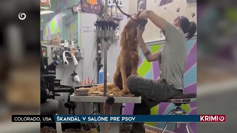 ŠKANDÁL V SALÓNE PRE PSOV