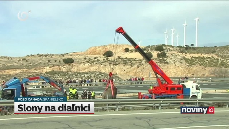 Slony na diaľnici