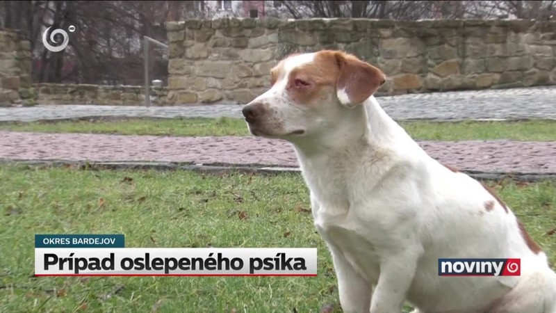 Prípad oslepeného psíka
