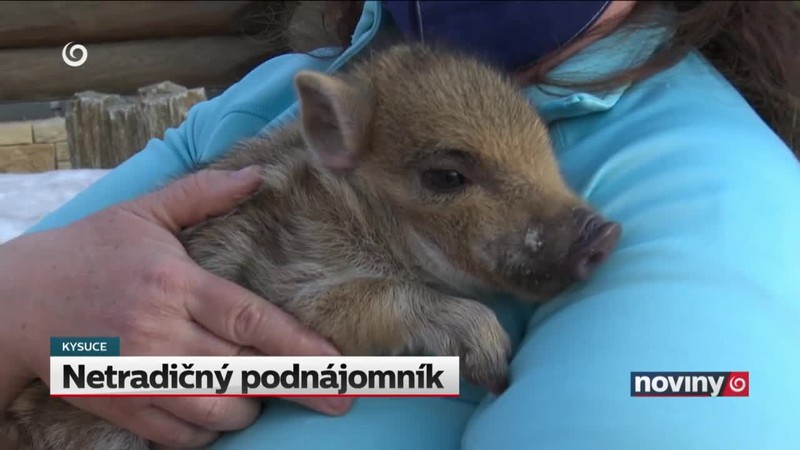 Netradičný podnájomník