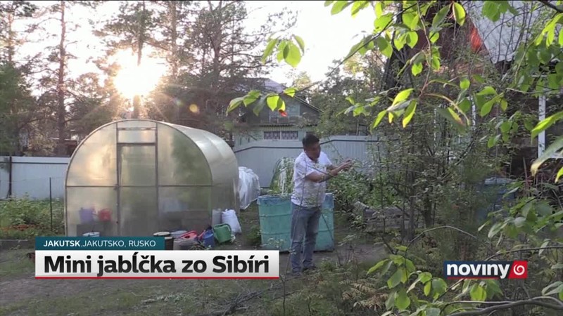 Mini jabĺčka zo Sibíri