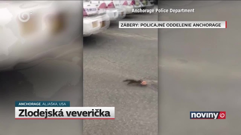 Zlodejská veverička