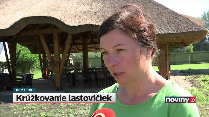 Krúžkovanie lastovičiek