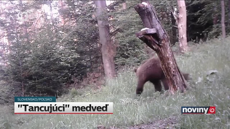 "Tancujúci" medveď