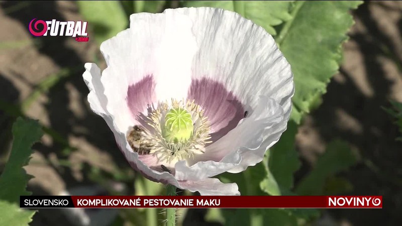 KOMPLIKOVANÉ PESTOVANIE MAKU