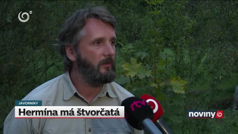 Hermína má štvorčatá