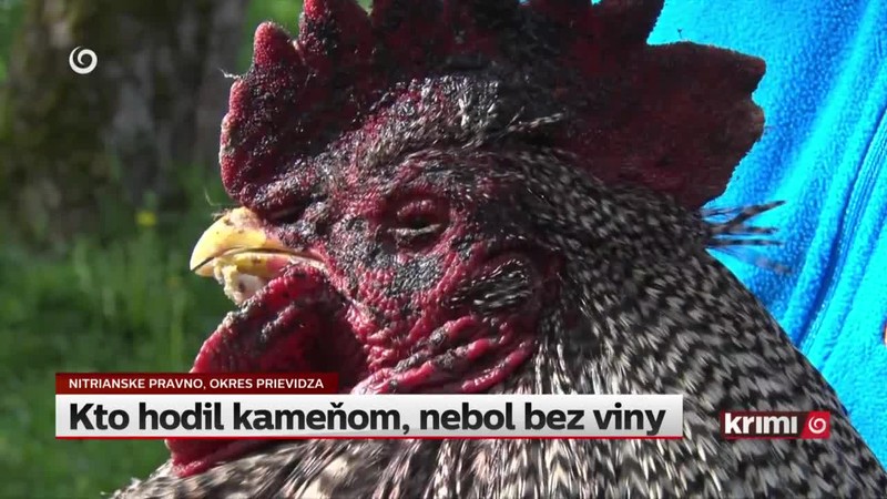 Kto hodil kameňom, nebol bez viny