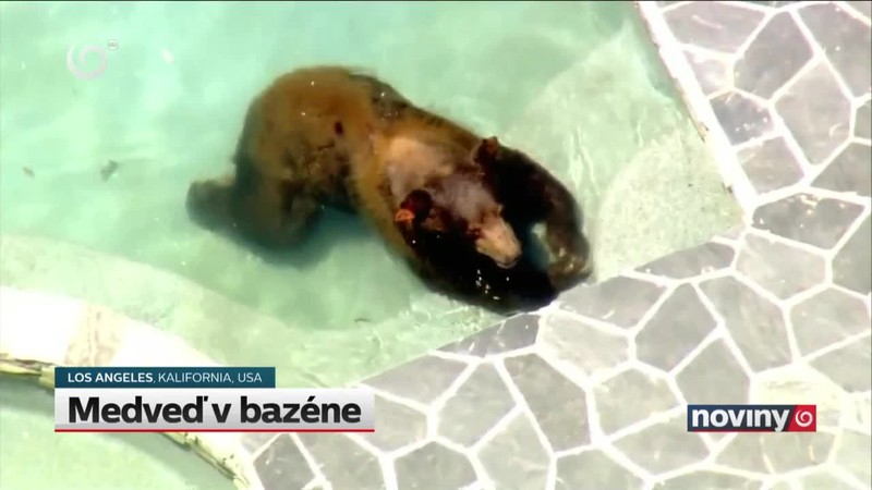 Medveď v bazéne