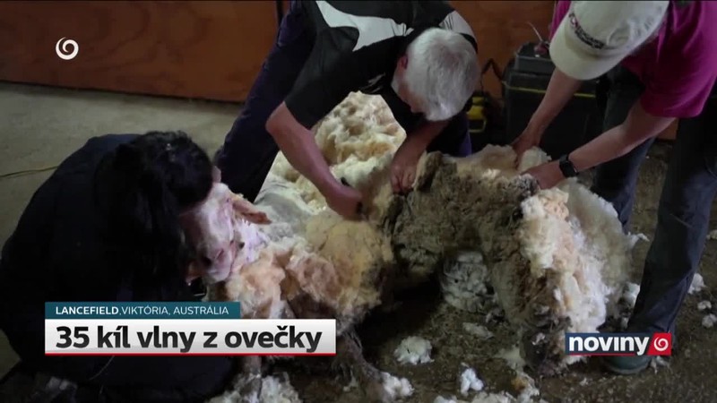 35 kíl vlny z ovečky