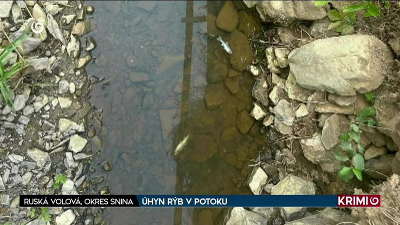 ÚHYN RÝB V POTOKU