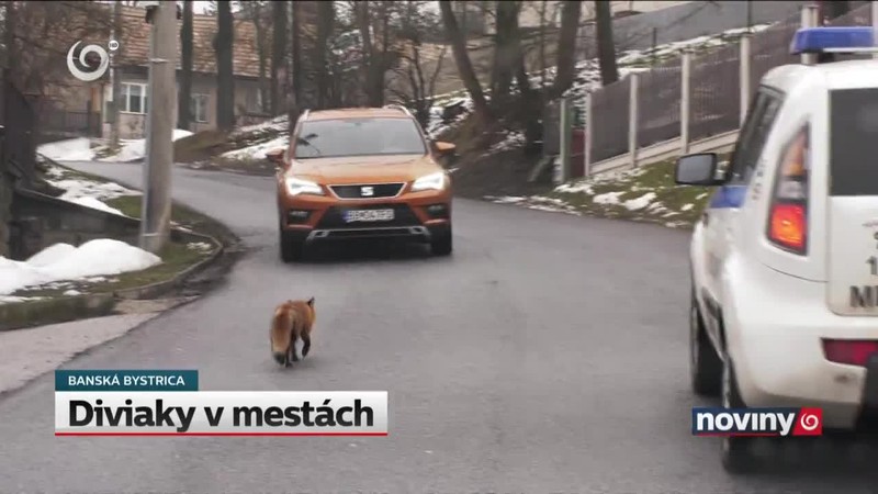 Diviaky v mestách