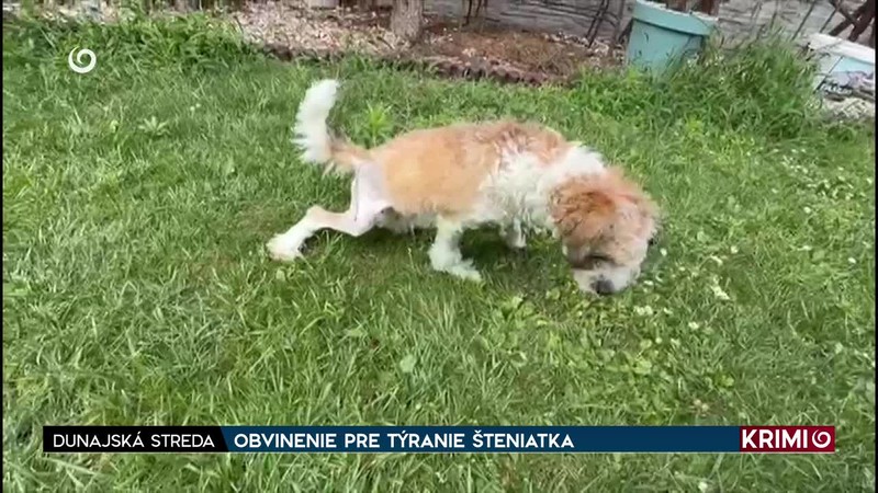 OBVINENIE PRE TÝRANIE ŠTENIATKA