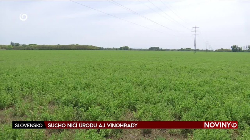 SUCHO NIČÍ ÚRODU AJ VINOHRADY