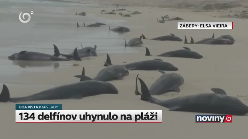 134 delfínov uhynulo na pláži