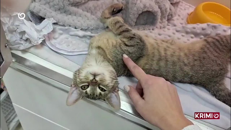 POLICAJTI ZACHRÁNILI MAČACÍ ŽIVOT