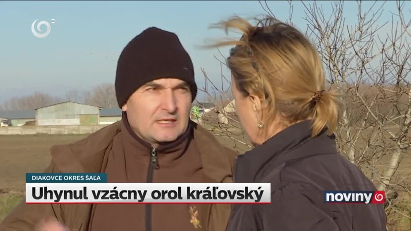 Uhynul vzácny orol kráľovský