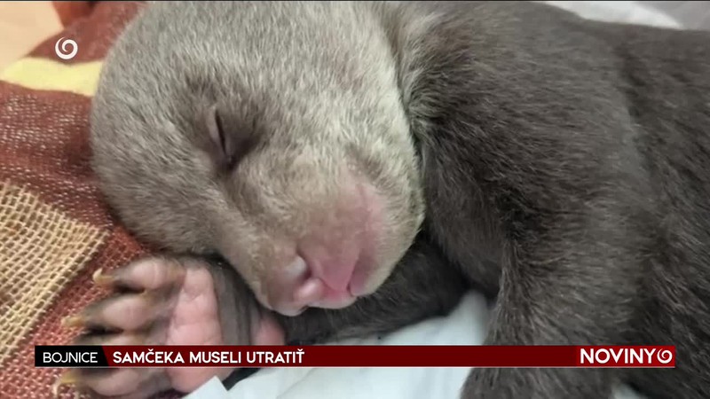 SAMČEKA MUSELI UTRATIŤ