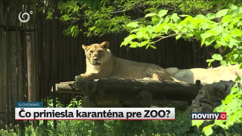 Čo priniesla karanténa pre ZOO?