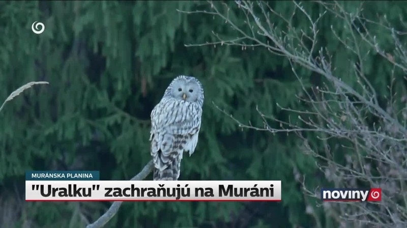 "Uralku" zachraňujú na Muráni