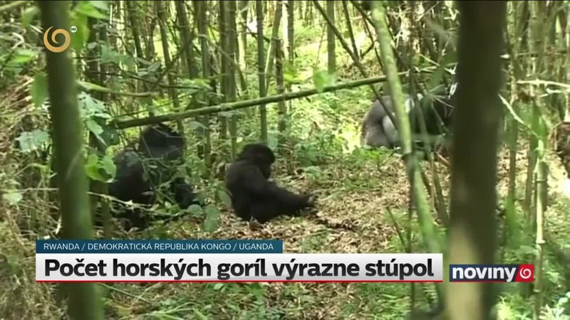 Počet horských goríl výrazne stúpol