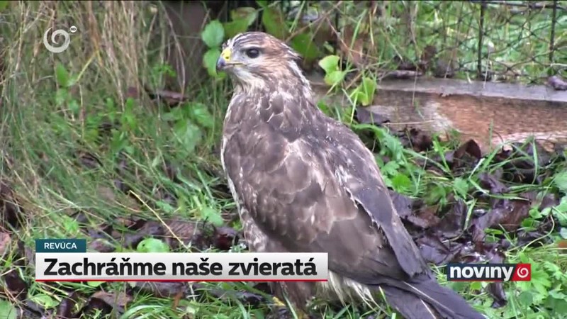 Zachráňme naše zvieratá
