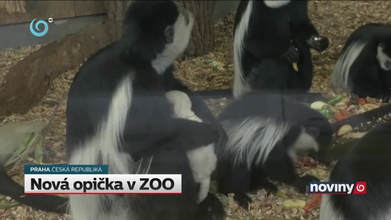 Nová opička v ZOO