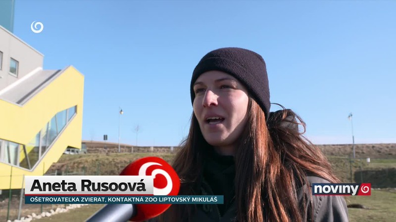 Klokan na lyžovačke