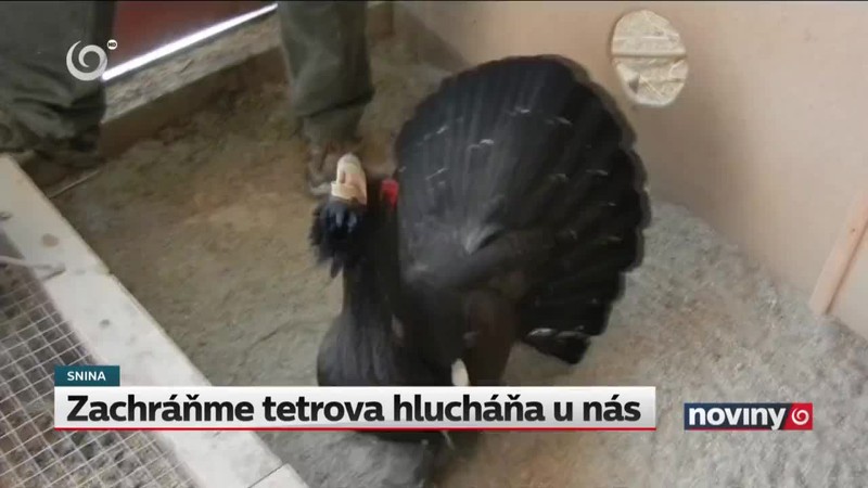 Zachráňme tetrova hlucháňa u nás