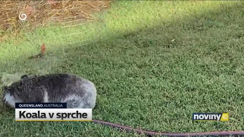 Koala v sprche