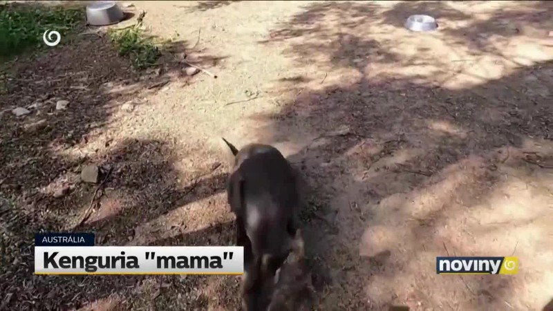 Kenguria "mama"