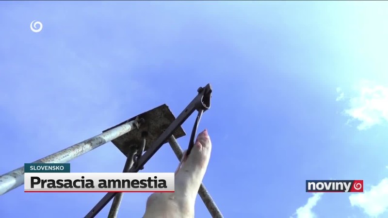 Prasacia amnestia