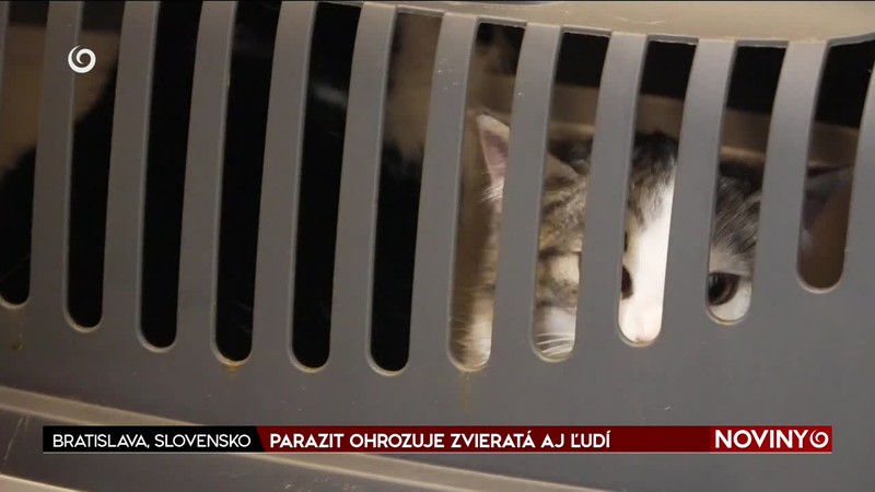 PARAZIT OHROZUJE ZVIERATÁ AJ ĽUDÍ