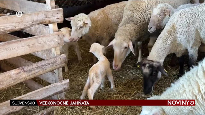 VEĽKONOČNÉ JAHŇATÁ