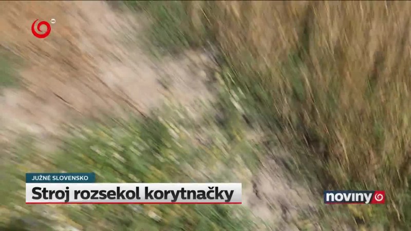 Stroj rozsekol korytnačky