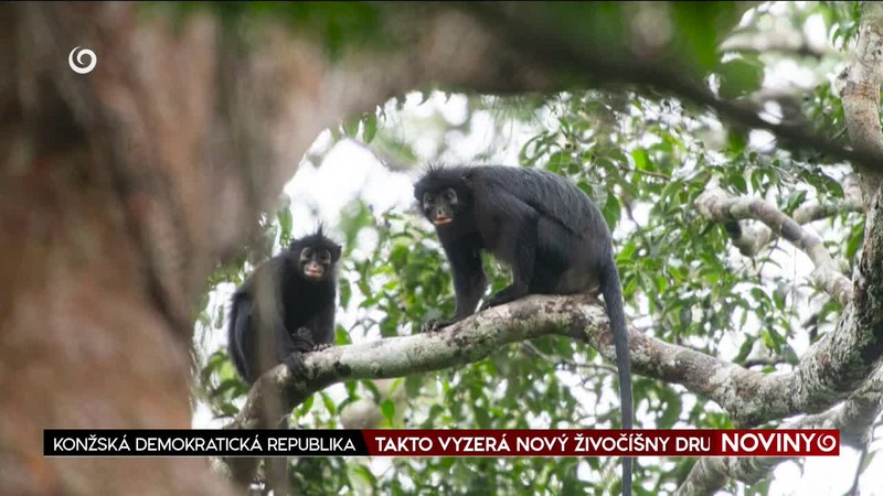 TAKTO VYZERÁ NOVÝ ŽIVOČÍŠNY DRUH