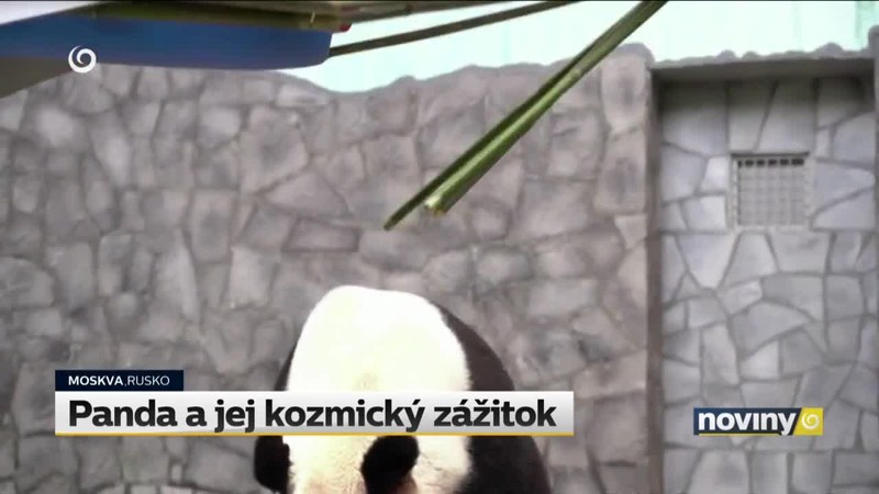 Panda a jej kozmický zážitok