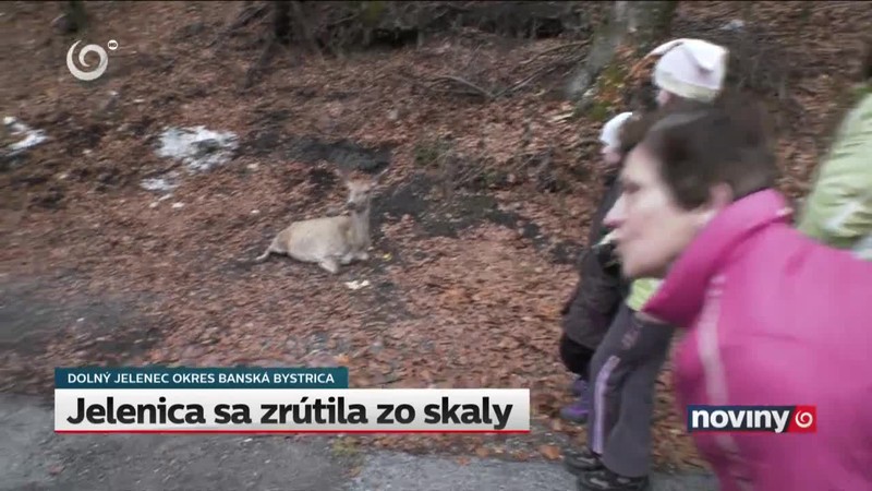 Jelenica sa zrútila zo skaly